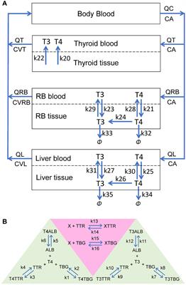 A minimal human physiologically based kinetic model of thyroid hormones and chemical disruption of plasma thyroid hormone binding proteins